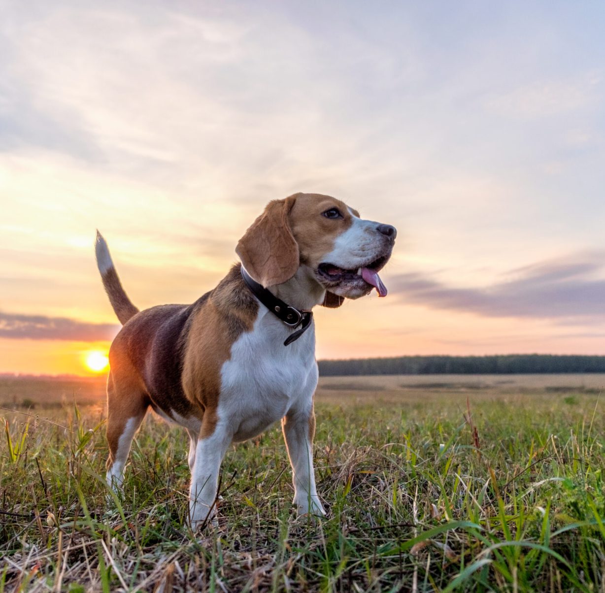 dog Beagle on a walk on an autumn evening at sunset
