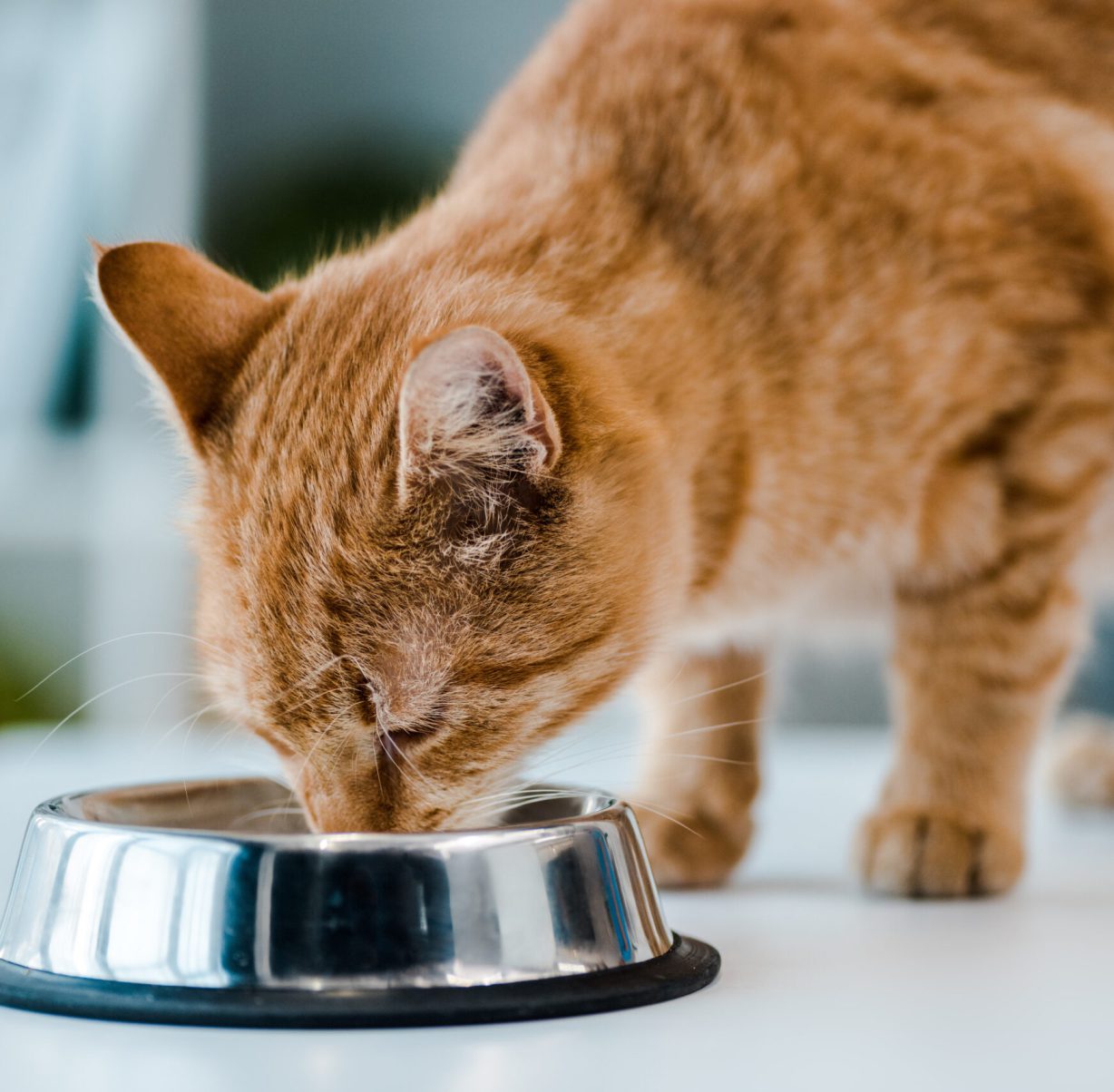 cute red tabby cat drinking from metal bowl in veterinary clinic