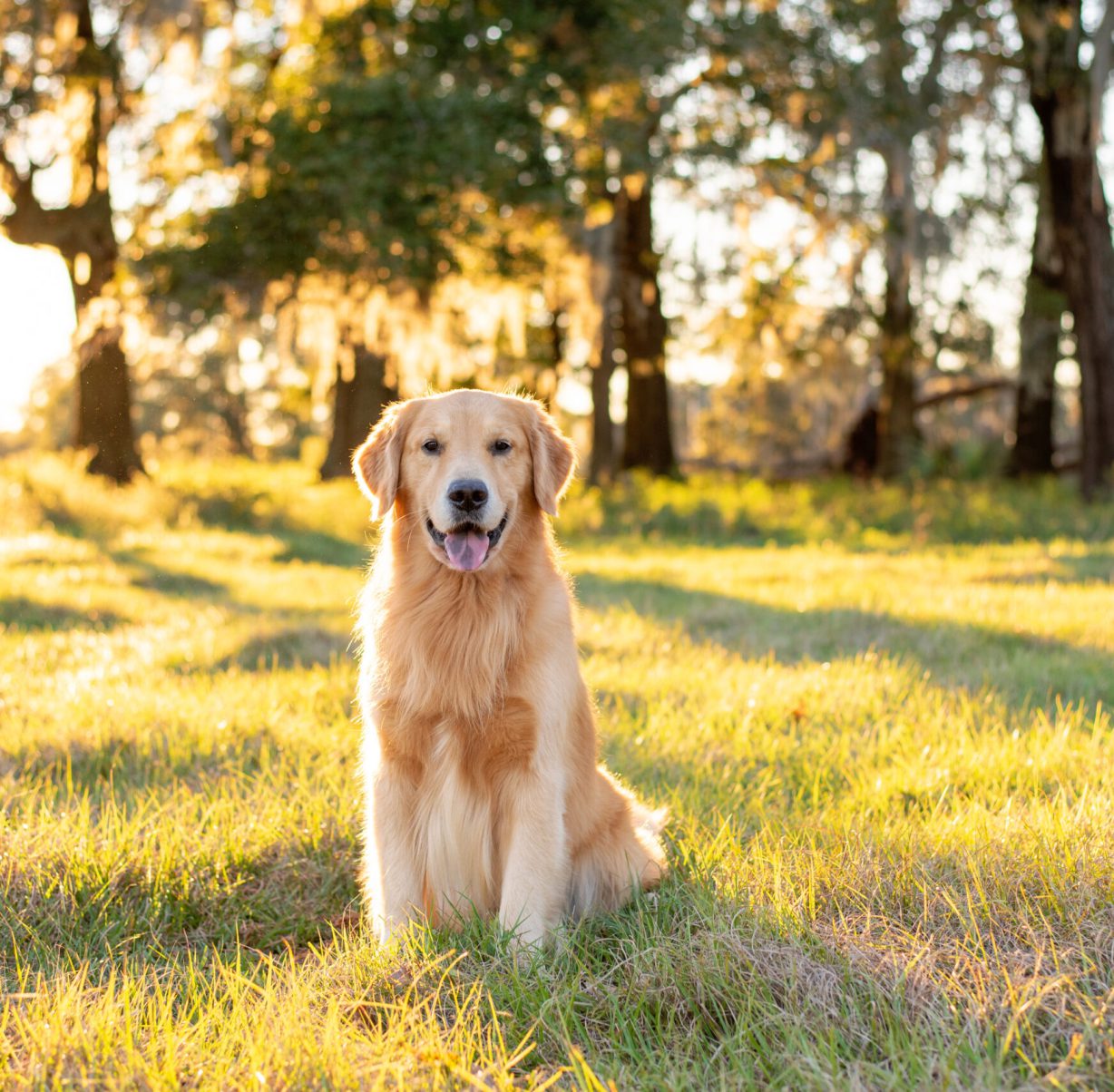 Golden Retriever dog enjoying outdoors at a large grass field at